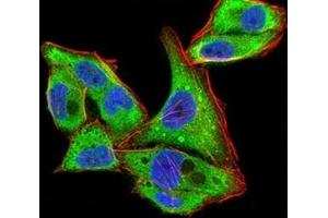 Immunofluorescence analysis of Hela cells using YWHAB mouse mAb (green). (YWHAB 抗体  (AA 1-246))