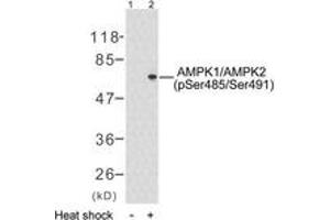 Western blot analysis of extracts from HeLa cells treated with heat shock, using AMPK1 (Phospho-Ser485) Antibody. (PRKAA1 抗体  (pSer496))
