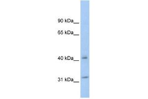 YWHAQ antibody (70R-10463) used at 0.