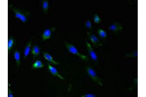 Immunofluorescent analysis of Hela cells using ABIN7168248 at dilution of 1:100 and Alexa Fluor 488-congugated AffiniPure Goat Anti-Rabbit IgG(H+L) (RNF148 抗体  (AA 208-305))
