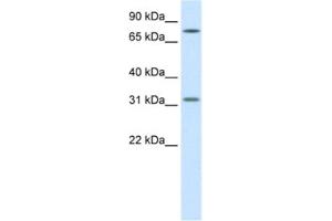 Western Blotting (WB) image for anti-Wingless-Type MMTV Integration Site Family, Member 8B (WNT8B) antibody (ABIN2460735) (WNT8B 抗体)