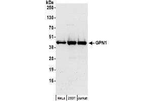 anti-GPN-Loop GTPase 1 (GPN1) (AA 324-374) antibody