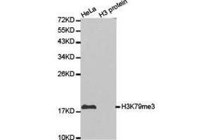 Western blot analysis of extracts of HeLa cell line and H3 protein expressed in E. (Histone 3 抗体  (H3K79me3))