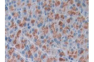 DAB staining on IHC-P; Samples: Mouse Pancreas Tissue (Osteocrin 抗体  (AA 26-130))