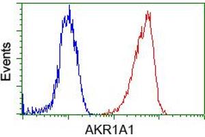 Image no. 5 for anti-Aldo-Keto Reductase Family 1, Member A1 (Aldehyde Reductase) (AKR1A1) antibody (ABIN1496539) (AKR1A1 抗体)