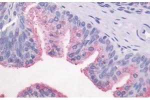 Anti-GPR87 antibody  ABIN1048891 IHC staining of human prostate, epithelium. (GPR87 抗体  (C-Term))