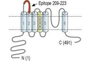 Representative domain view of the target of ABIN7885279.
