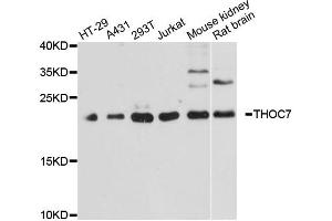 Western blot analysis of extracts of various cell lines, using THOC7 antibody. (THOC7 抗体)
