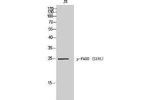 Western Blotting (WB) image for anti-Fas (TNFRSF6)-Associated Via Death Domain (FADD) (pSer191) antibody (ABIN3182716) (FADD 抗体  (pSer191))
