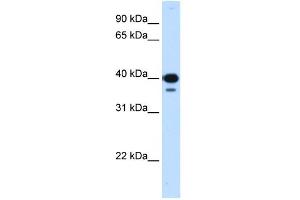 WB Suggested Anti-NFYC Antibody Titration:  0. (NFYC 抗体  (C-Term))
