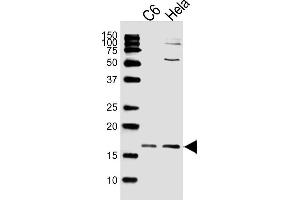 Lane 1: C6 Cell Lysates, Lane 2: HeLa Cell Lysates, probed with Histone H3 (809CT10. (Histone 3 抗体)