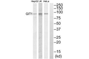 Western blot analysis of extracts from HeLa cells, Jurkat cells and HepG2 cells, using GIT1 antibody. (GIT1 抗体  (C-Term))