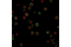 Immunofluorescence Analysis of Jurkat cells labeling CD3e with CD3e Mouse Monoclonal Antibody (CRIS-7) followed by Goat anti-Mouse IgG-CF488 (Green). (CD3 epsilon 抗体)