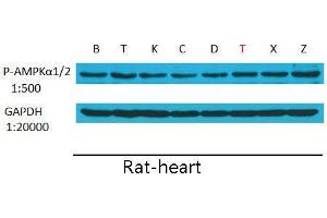 Western Blot (WB) analysis: Please contact us for more details. (PRKAA1/PRKAA2 抗体  (pThr172, pThr183))