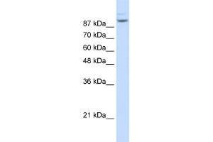 WB Suggested Anti-MATR3 Antibody Titration:  1. (MATR3 抗体  (N-Term))