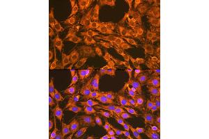 Immunofluorescence (IF) image for anti-Voltage-Dependent Anion Channel 2 (VDAC2) (AA 1-100) antibody (ABIN7271337)