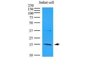 Cell lysates of Jurkat (35 ug) were resolved by SDS-PAGE, transferred to nitrocellulose membrane and probed with anti-human IL-32 (1:1000).