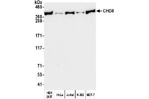 Western Blotting (WB) image for anti-Chromodomain Helicase DNA Binding Protein 8 (CHD8) (AA 2252-2302) antibody (ABIN7454728)