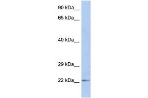 DUT antibody used at 1 ug/ml to detect target protein.