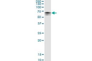 Immunoprecipitation of SOCS6 transfected lysate using anti-SOCS6 MaxPab rabbit polyclonal antibody and Protein A Magnetic Bead , and immunoblotted with SOCS6 purified MaxPab mouse polyclonal antibody (B01P) . (SOCS6 抗体  (AA 1-535))