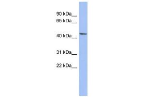 WB Suggested Anti-BEST3 Antibody Titration:  0. (Bestrophin 3 抗体  (N-Term))