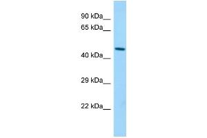 Host: Rabbit Target Name: Blmh Sample Type: Mouse Stomach lysates Antibody Dilution: 1. (BLMH 抗体  (C-Term))