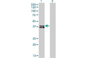 Western Blot analysis of B4GALT4 expression in transfected 293T cell line by B4GALT4 monoclonal antibody (M01), clone 5E2.