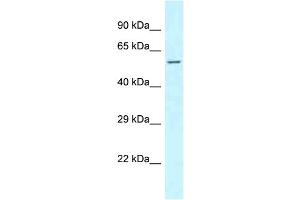 WB Suggested Anti-CLINT1 Antibody Titration: 1. (CLINT1 抗体  (N-Term))