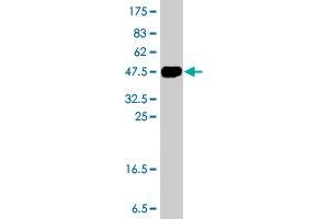 Western Blot detection against Immunogen (36. (ZNF263 抗体  (AA 201-298))