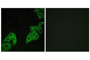Immunofluorescence analysis of A549 cells, using OR4C3 antibody. (OR4C3 抗体  (Internal Region))