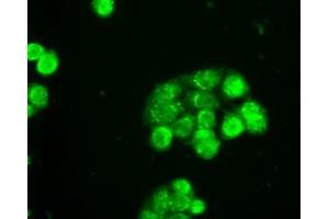 Immunofluorescent staining of HT29 cells using anti-SLC2A5 mouse monoclonal antibody (ABIN2452384). (SLC2A5 抗体)