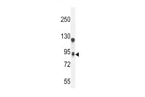 T Antibody (C-term) (ABIN654955 and ABIN2844595) western blot analysis in A549 cell line lysates (35 μg/lane). (TMEM168 抗体  (C-Term))