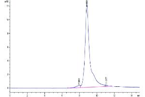 The purity of Biotinylated Human DKK1 is greater than 95 % as determined by SEC-HPLC.