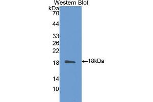 Western Blotting (WB) image for anti-Calmodulin 1 (Calm1) (AA 1-149) antibody (ABIN1176095) (Calmodulin 1 抗体  (AA 1-149))