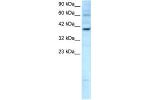 KIF25 antibody used at 2. (KIF25 抗体  (C-Term))