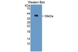 Western Blotting (WB) image for anti-Oxytocin Receptor (OXTR) (AA 6-75) antibody (ABIN1860112) (Oxytocin Receptor 抗体  (AA 6-75))