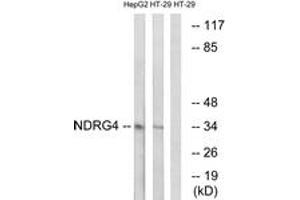 Western blot analysis of extracts from HT-29/HepG2 cells, using NDRG4 Antibody.