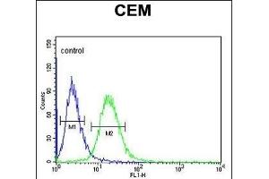GABRA4 Antibody (Center) (ABIN653246 and ABIN2842771) flow cytometric analysis of CEM cells (right histogram) compared to a negative control cell (left histogram). (GABRA4 抗体  (AA 350-377))