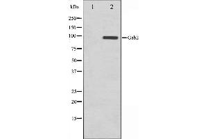 Western blot analysis on HT29 cell lysate using Gab2 Antibody,The lane on the left is treated with the antigen-specific peptide. (GAB2 抗体  (C-Term))