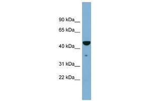 TAPBP antibody used at 1 ug/ml to detect target protein.