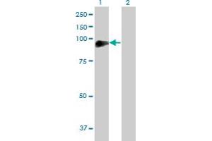 Western Blot analysis of DVL2 expression in transfected 293T cell line by DVL2 MaxPab polyclonal antibody. (DVL2 抗体  (AA 1-736))