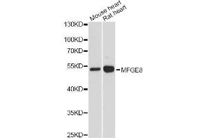 Western blot analysis of extracts of various cell lines, using MFGE8 antibody. (MFGE8 抗体)