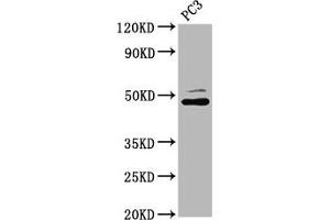 Western Blot Positive WB detected in: PC-3 whole cell lysate All lanes: SEC14L2 antibody at 4. (SEC14L2 抗体  (AA 233-358))
