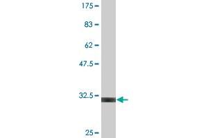 Western Blot detection against Immunogen (29. (UCP1 抗体  (AA 232-267))