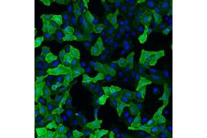 IF detection of human GFRα-3 expressed in U2OS cells. (GFRA3 抗体)
