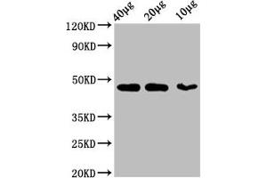 Western Blotting (WB) image for anti-Actin, beta (ACTB) (AA 1-50) antibody (ABIN7127368)