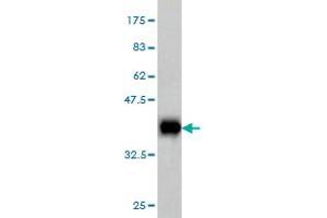 Western Blotting (WB) image for anti-Atlastin GTPase 1 (ATL1) (AA 1-100) antibody (ABIN565521)