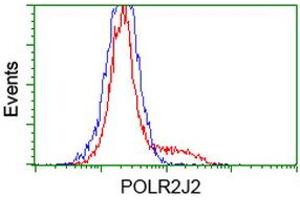 Image no. 2 for anti-Polymerase (RNA) II (DNA Directed) Polypeptide J2 (POLR2J2) antibody (ABIN1500338) (POLR2J2 抗体)