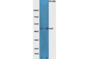 Lane 1: Mouse intestinal lysates Lane 2: mouse testicular lysates  probed with Rabbit Anti-Cdc25C Polyclonal Antibody, Unconjugated (ABIN1387108) at 1:300 overnight at 4 °C. (CDC25C 抗体  (AA 290-340))