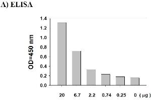 Image no. 5 for Signal Transducer and Activator of Transcription 3 (Acute-Phase Response Factor) (STAT3) ELISA Kit (ABIN625245)